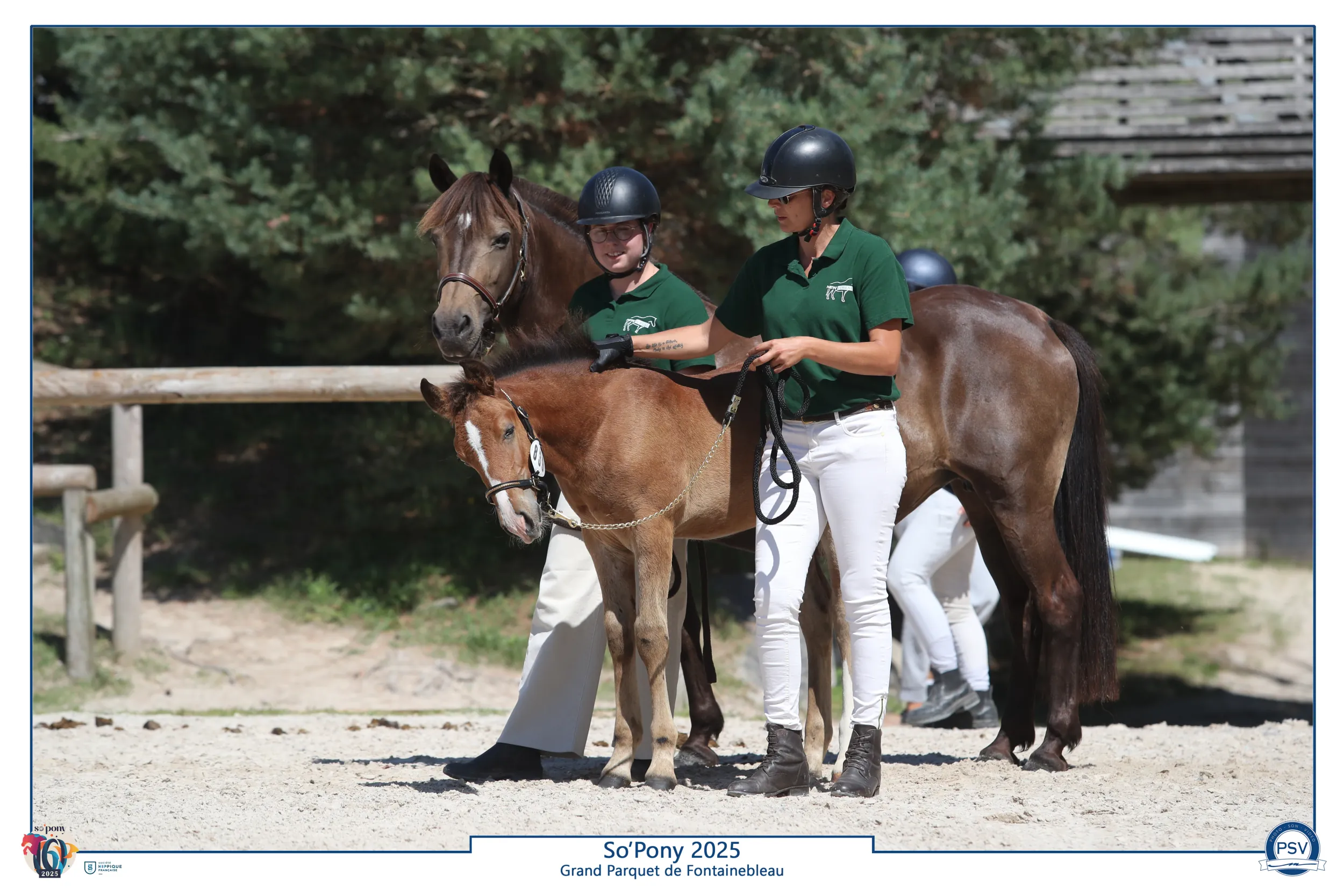 dressage